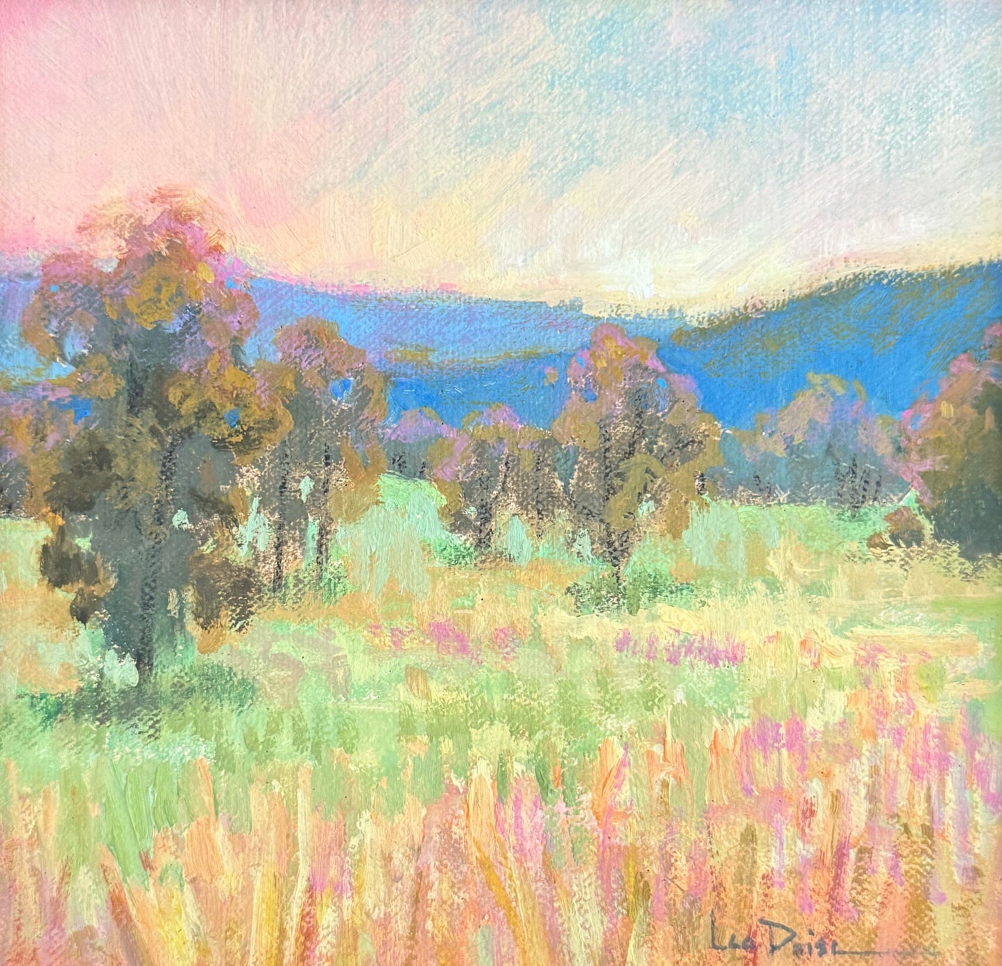 Sun-Kissed Tree Tops