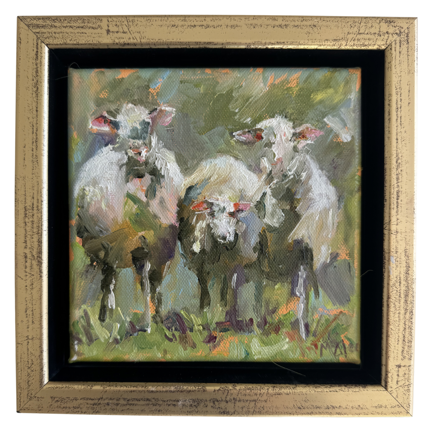 Sheep!